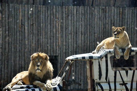 Zoo Bucharest